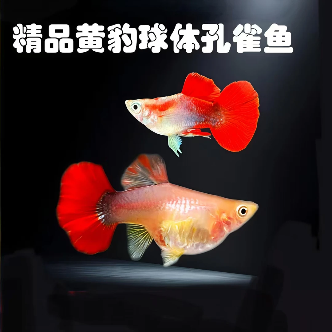 黄豹球种鱼 小型热带精品观赏鱼 孔雀鱼 好养易活新手混养