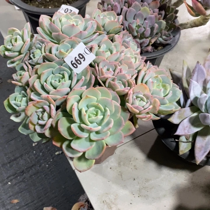 腾***儿699白月光多肉植物多肉