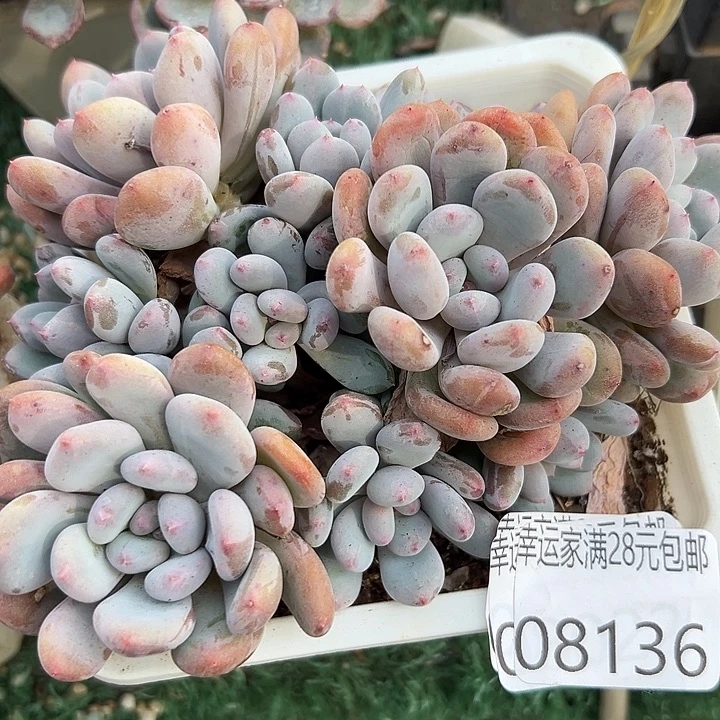 幸运的人会遇到你幸运