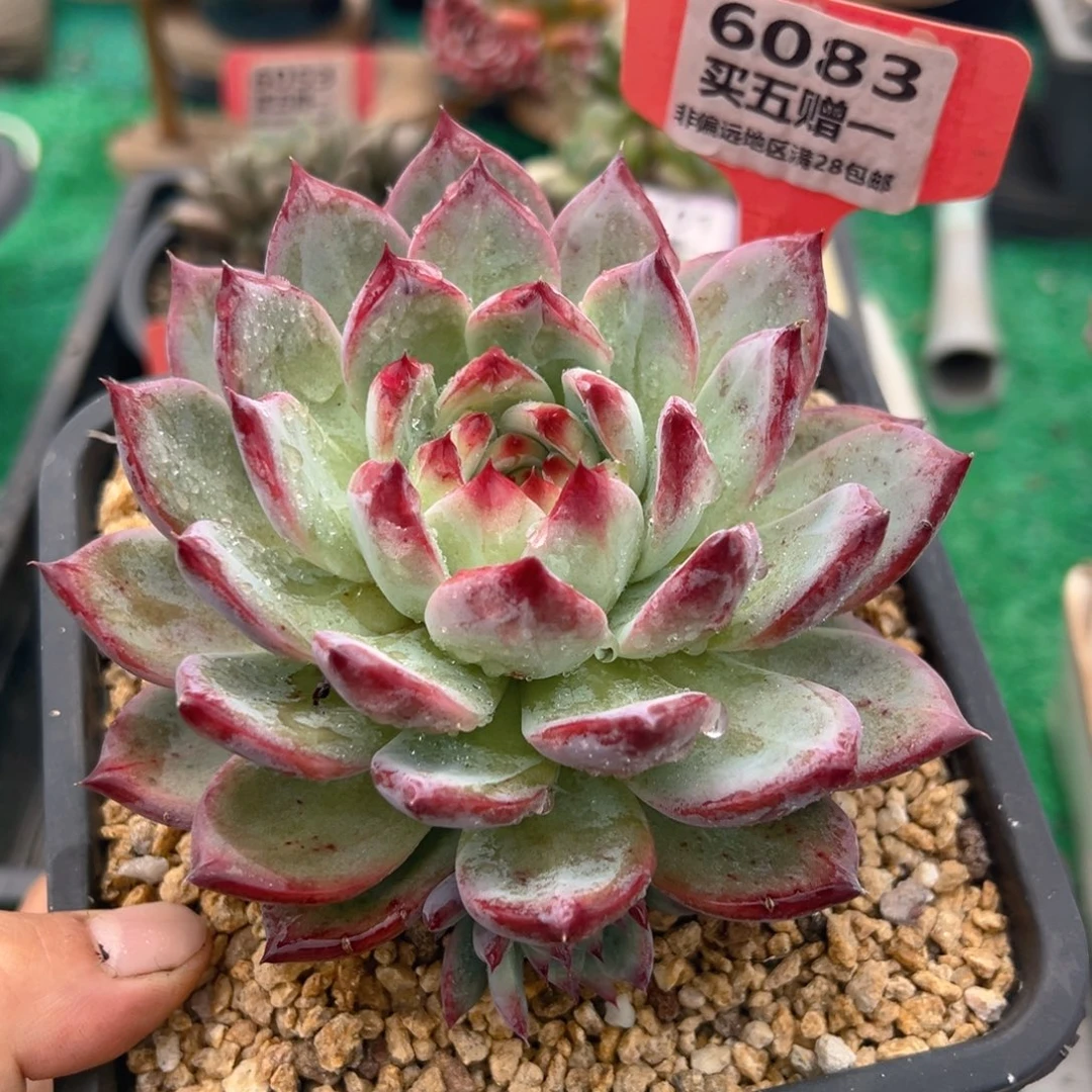 表妹精品多肉6083