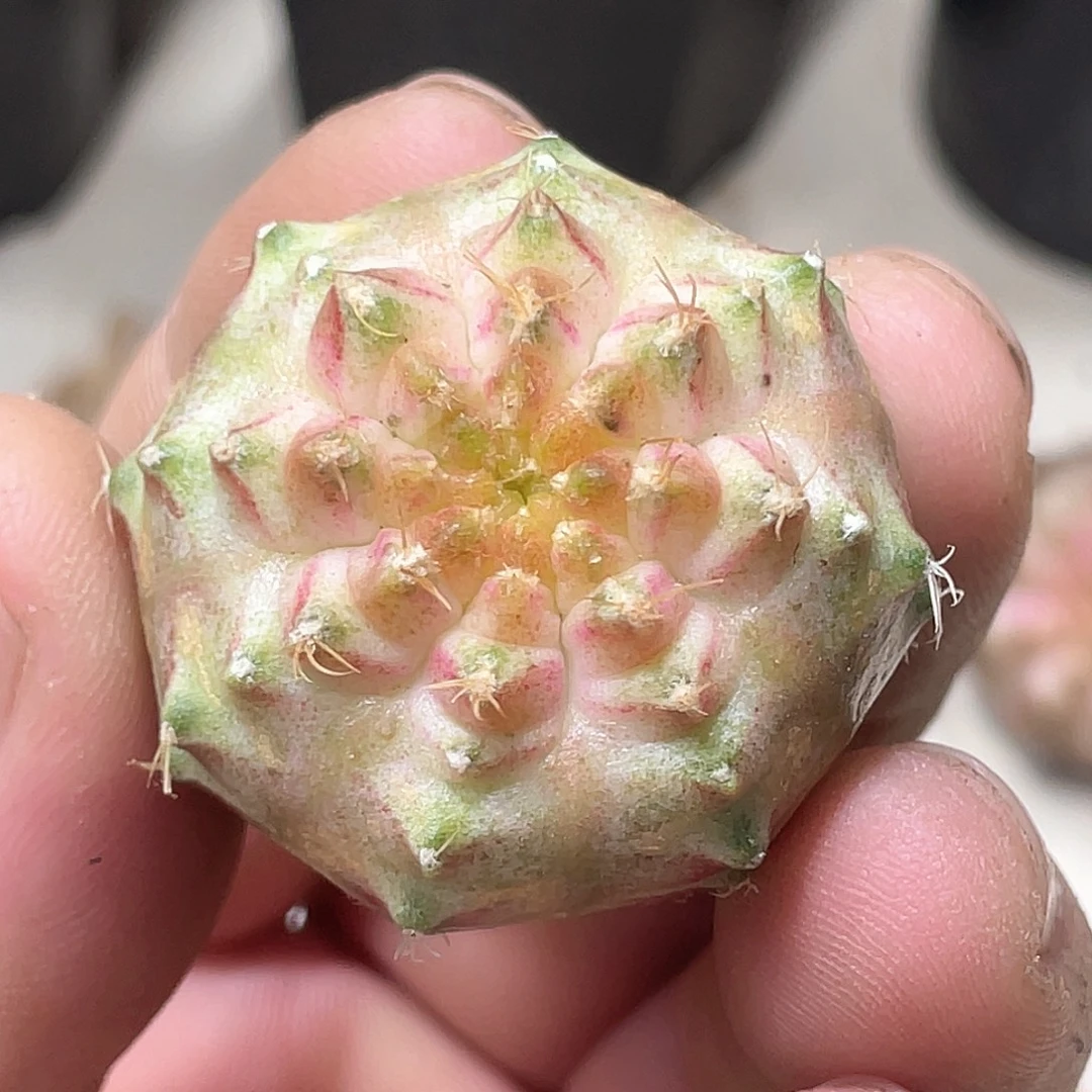 无花朵泰系实生根，白轮回2