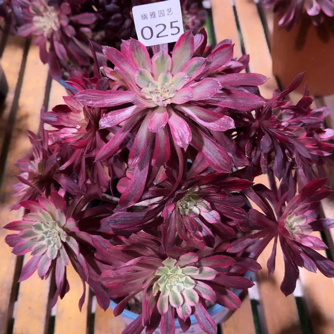 多肉植物繁花025