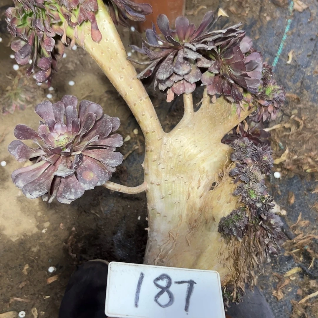 多肉植物黑法师缀花187