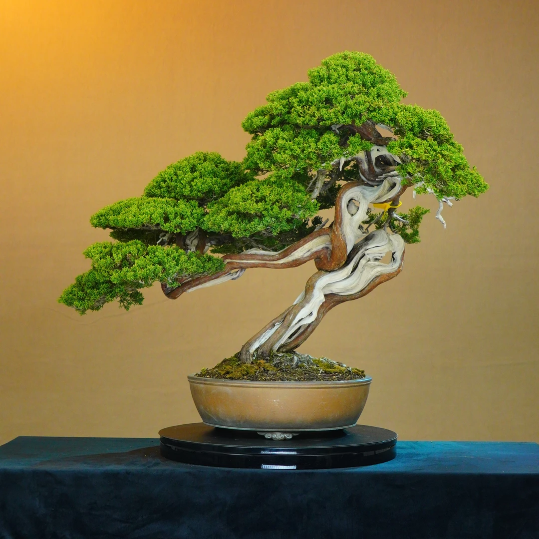 [一园盆栽］大观展井浦出品系鱼川真柏