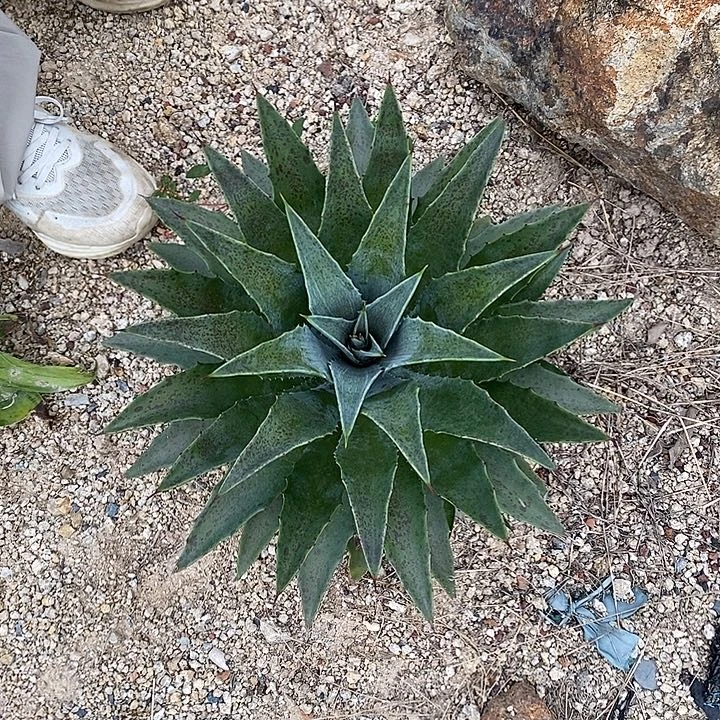 血雨乍不知名龙舌兰3号