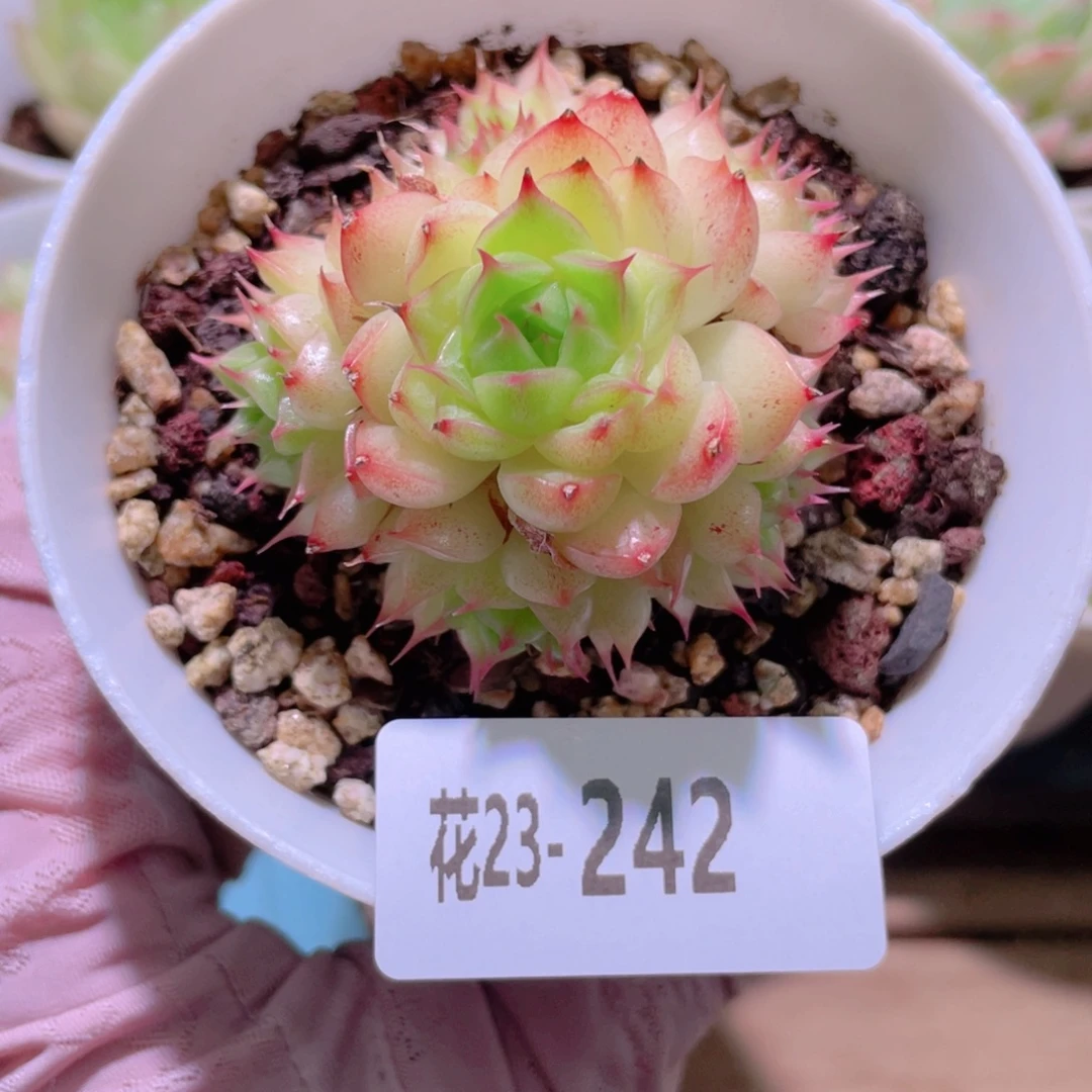 花利美23-242海王群