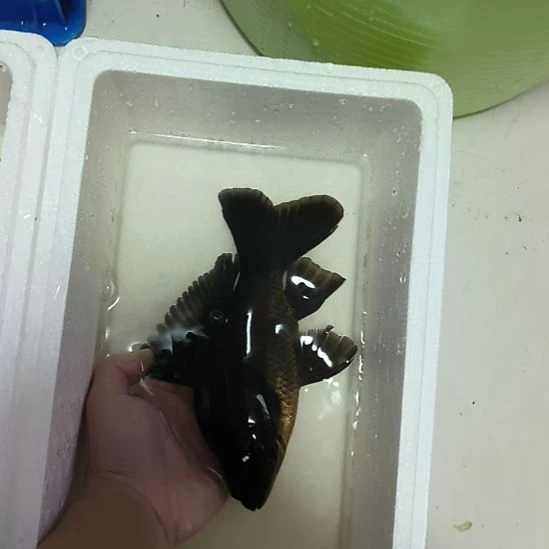 蝴蝶鲤鱼墨蝶大鳍大尾