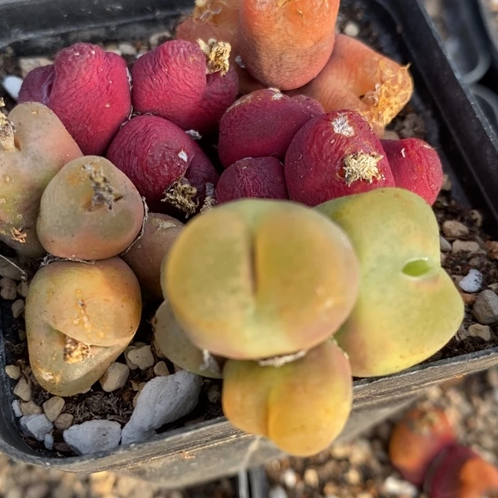 29173有伤一组一组