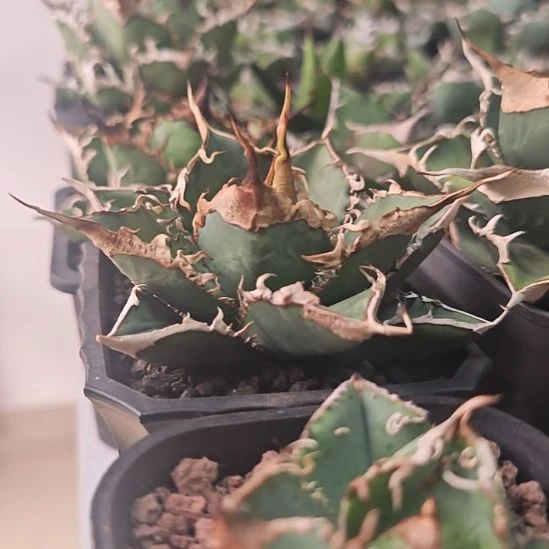 绿幽灵仁王冠龙舌兰