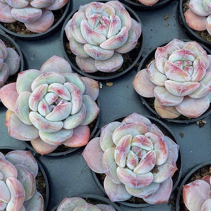 圆盆石榴汁2.8带盆