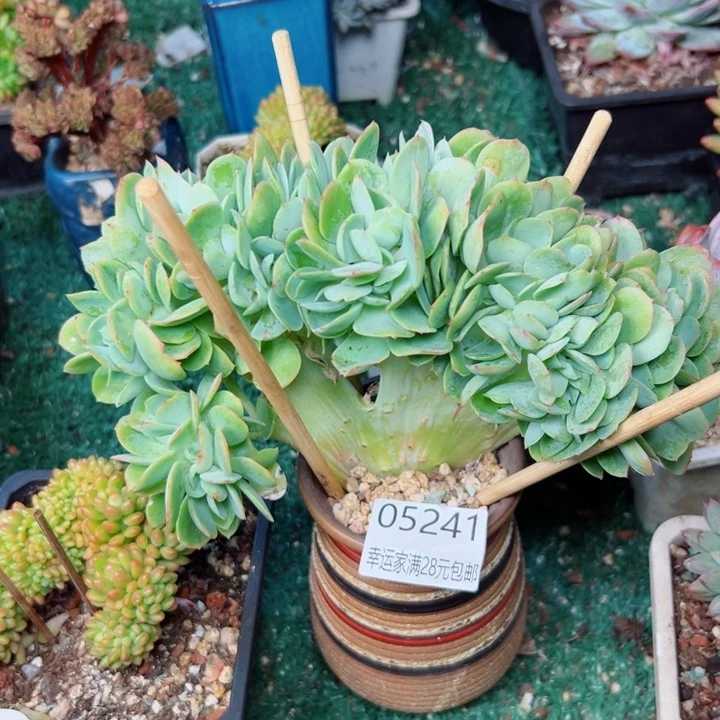 幸运的是我还在努力地生活