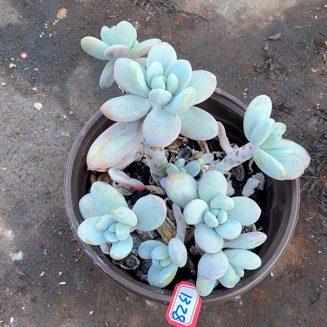 1328雪美人一物一拍多肉