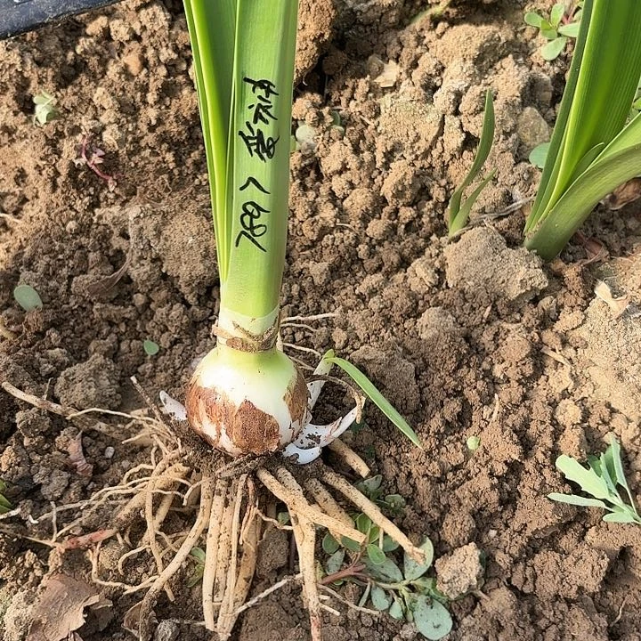z****妮7897爱神挖好糖代现挖5-6