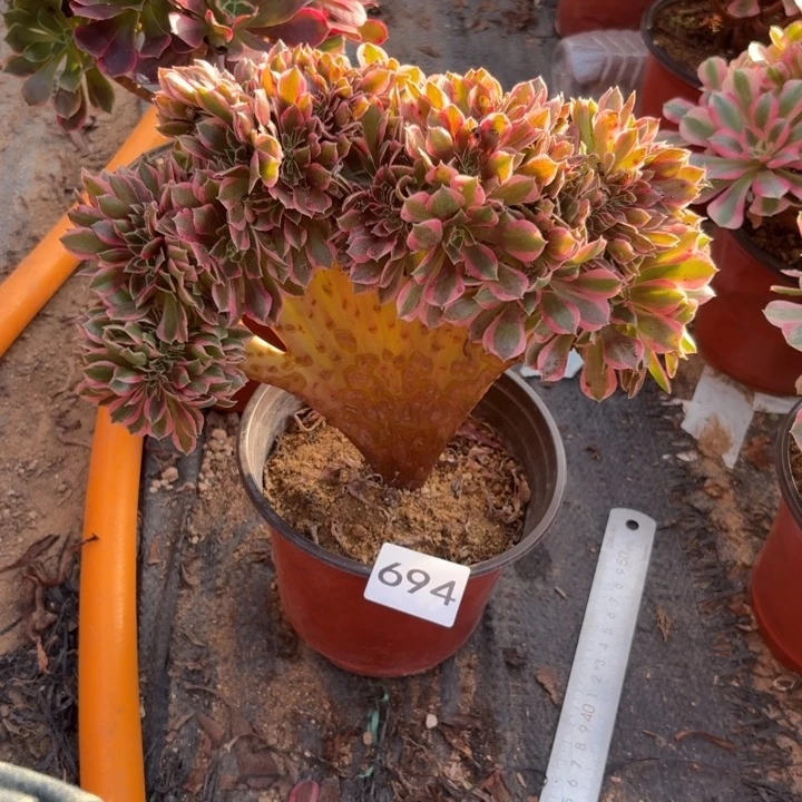 女神缀化多肉植物不包损694