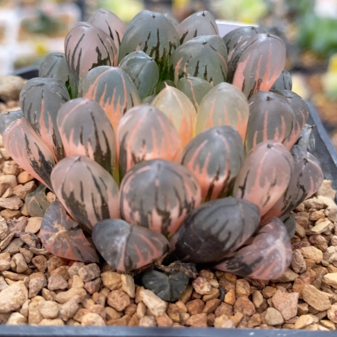 36实生玉露锦一物一拍