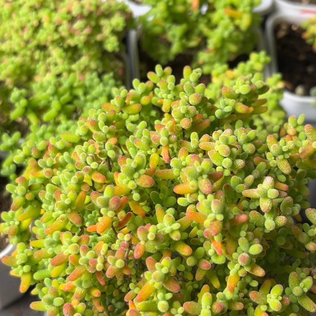 ****@蜜桔糖球。