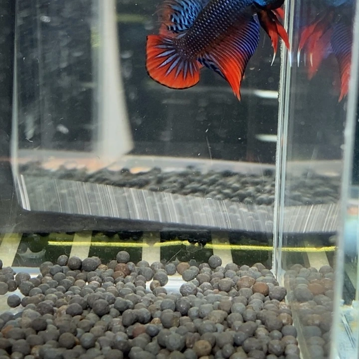 斗鱼泰国斗鱼518号