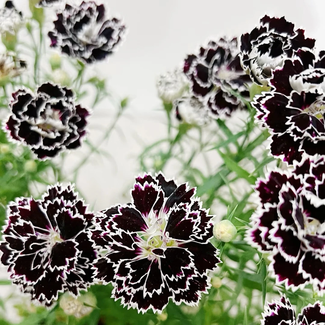 【黑白吟游诗人】钢琴键石竹稀有品种耐寒花卉