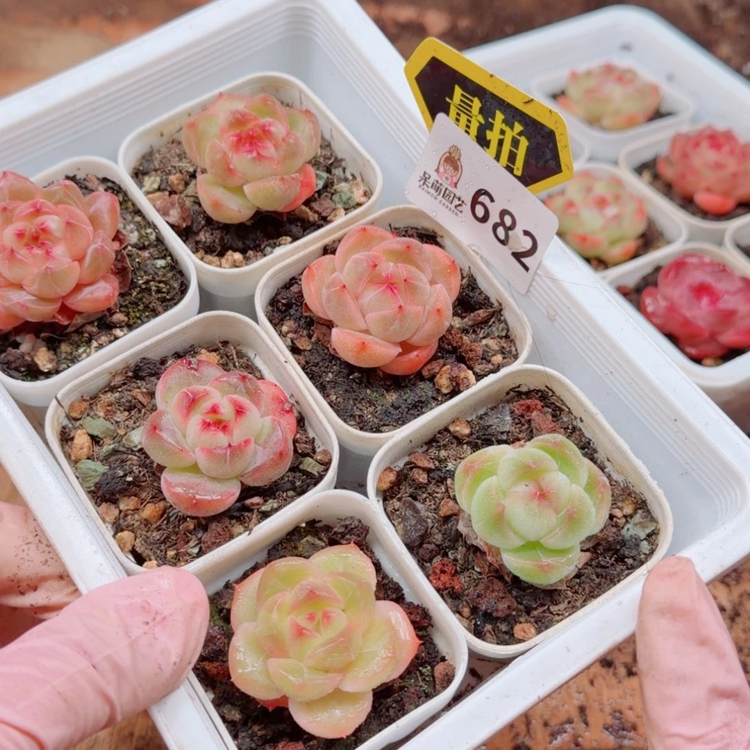 多肉植物多肉植物