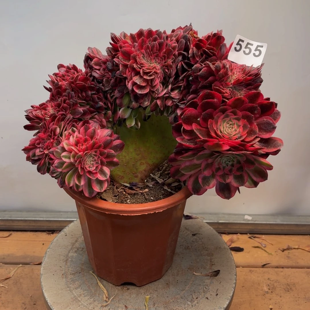 多肉法师倾城缀555