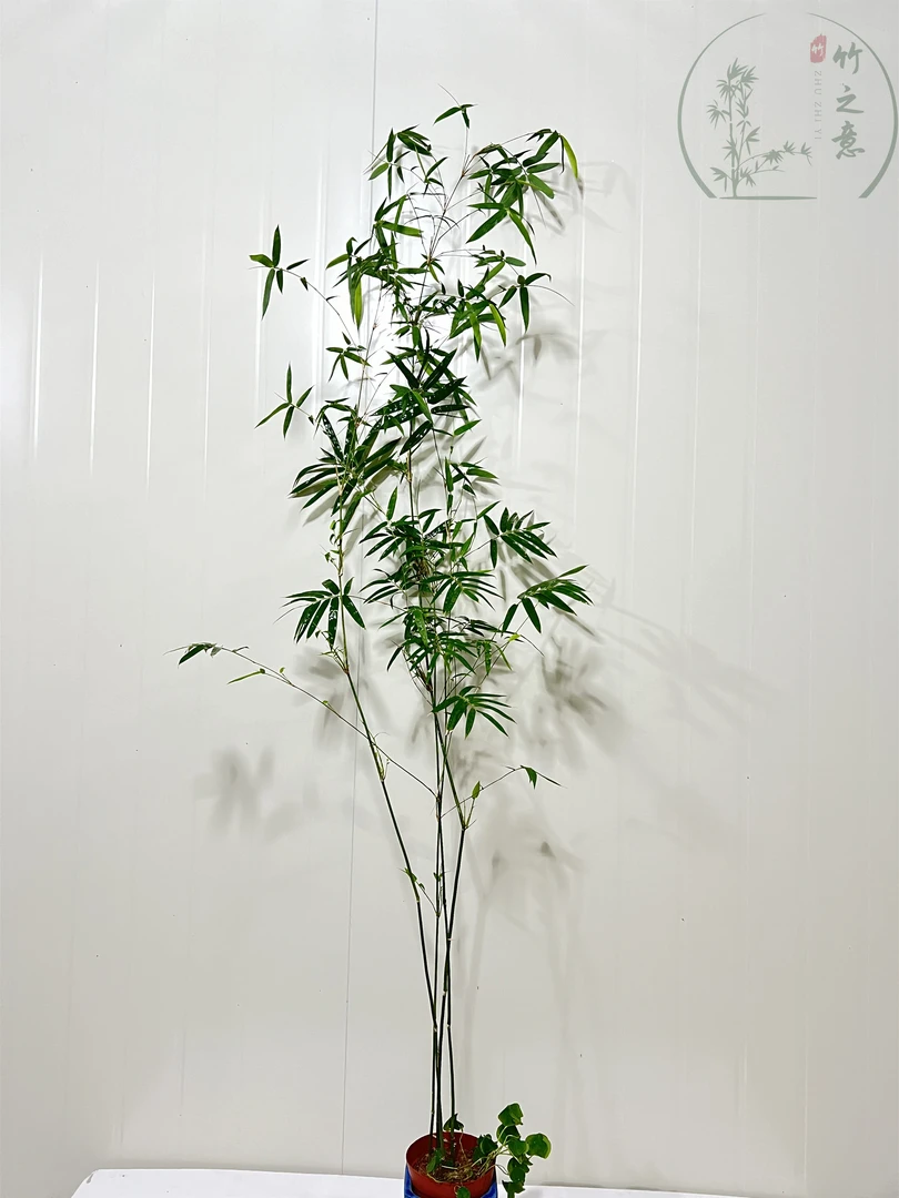 玉观音竹也称米竹绿色前台美观庭院绿植春秋养护简约造景盆栽大气