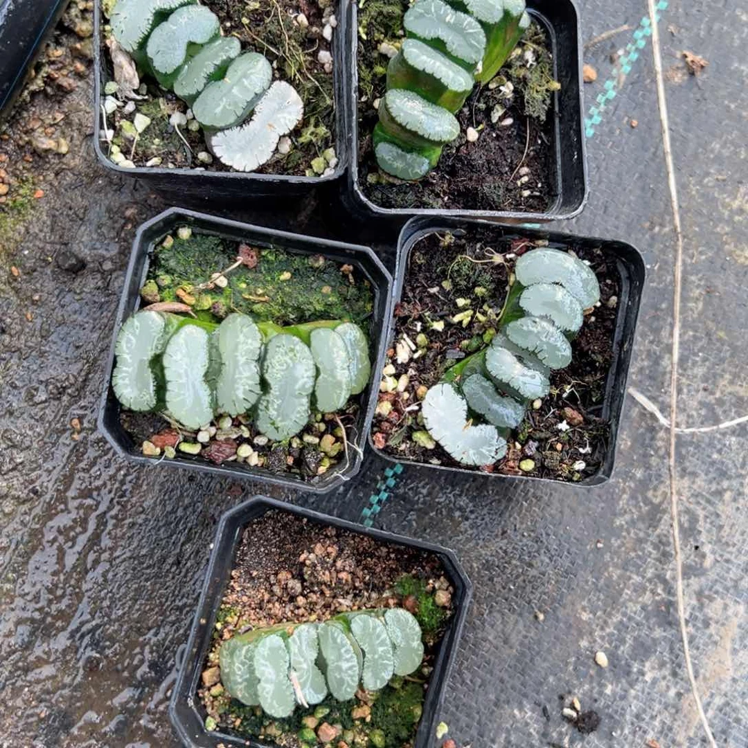 A白线流纹玉扇多肉植物一颗多肉