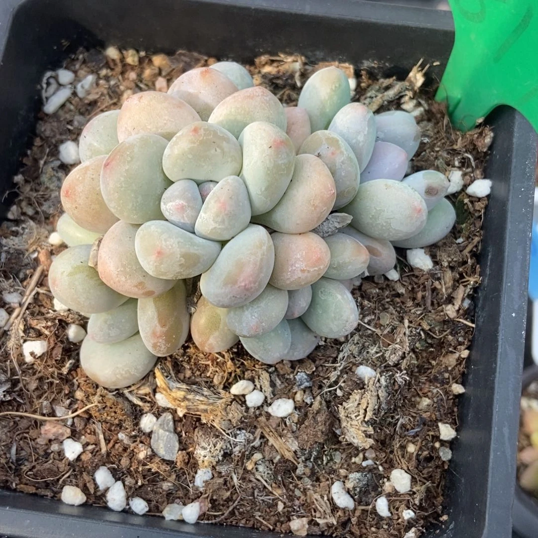 817香水多肉植物保护