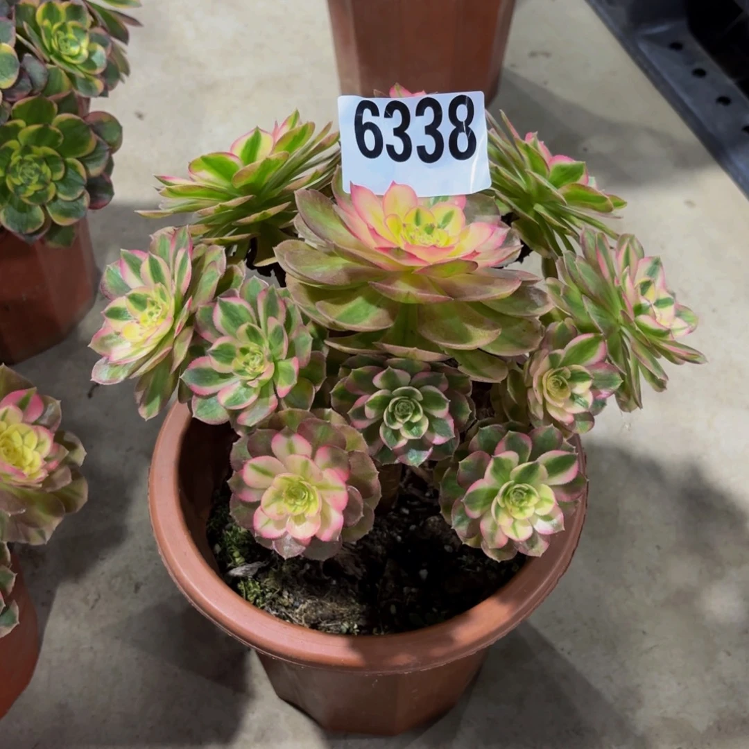 无花朵6338万白1111111