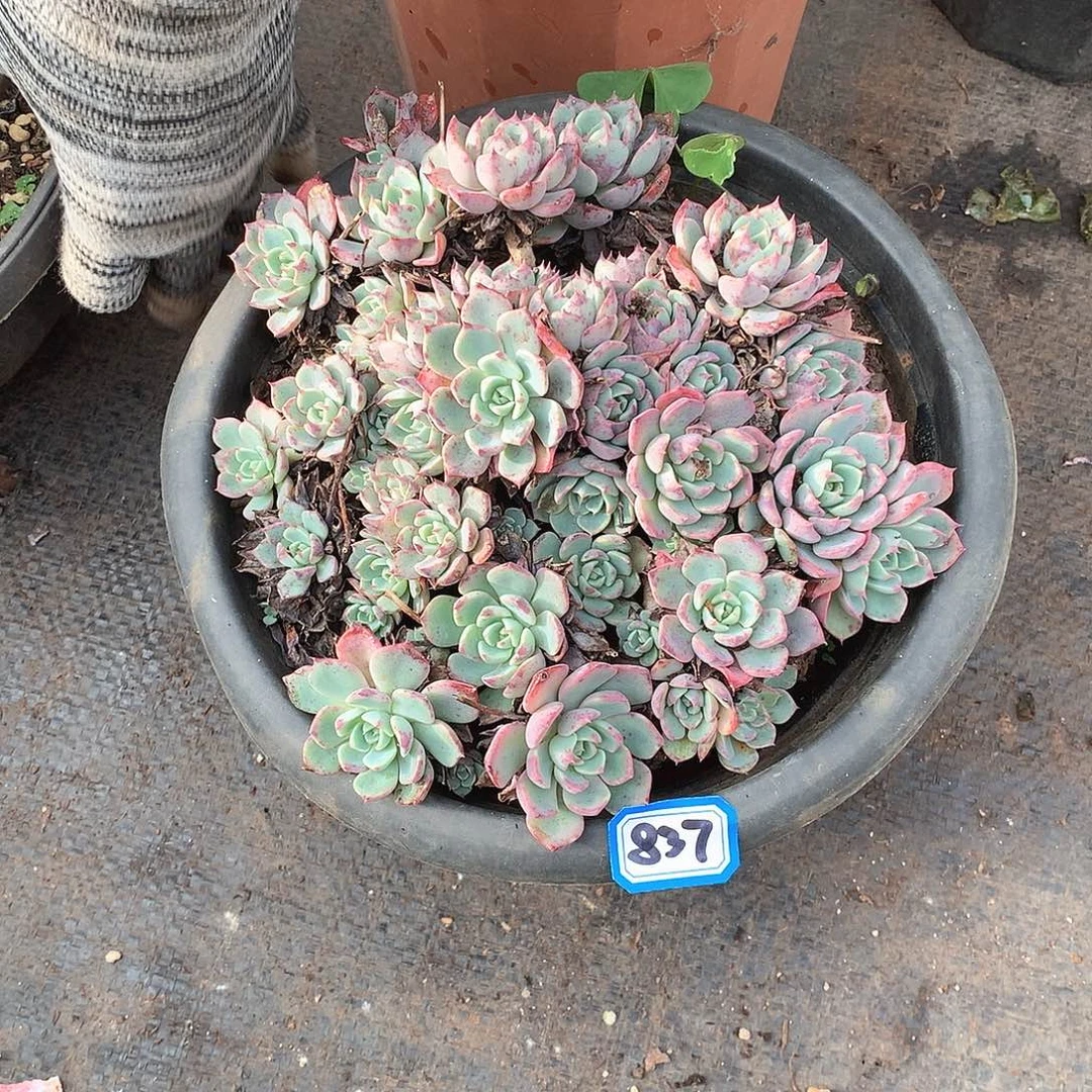 837娜娜一物一拍多肉