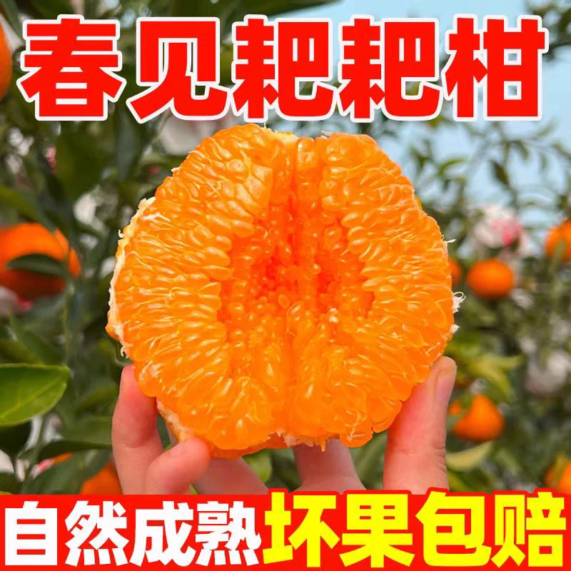 四川春见耙耙柑农家自种新鲜水果现摘现发