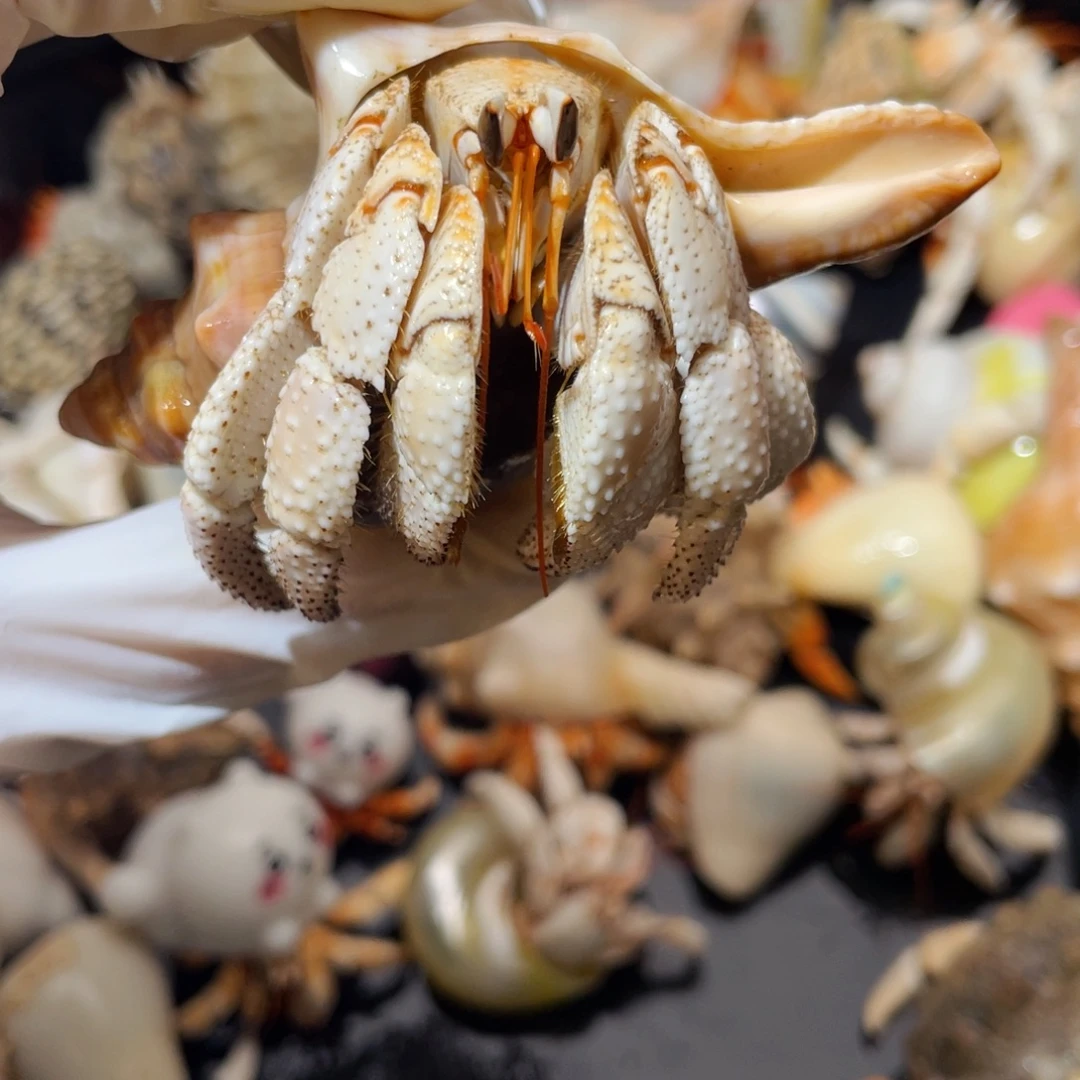 蜗居异宠寄居蟹0538，白草