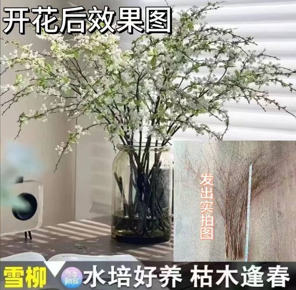 【遇水成活】雪柳盆栽水样开花水培雪花植物花卉遇水枯木室内蓬绿植