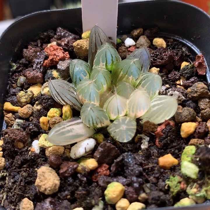 霓虹灯玉露锦带盆土发货