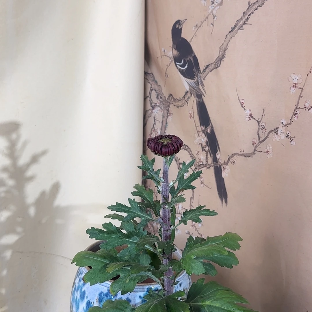 全部花朵P666666666