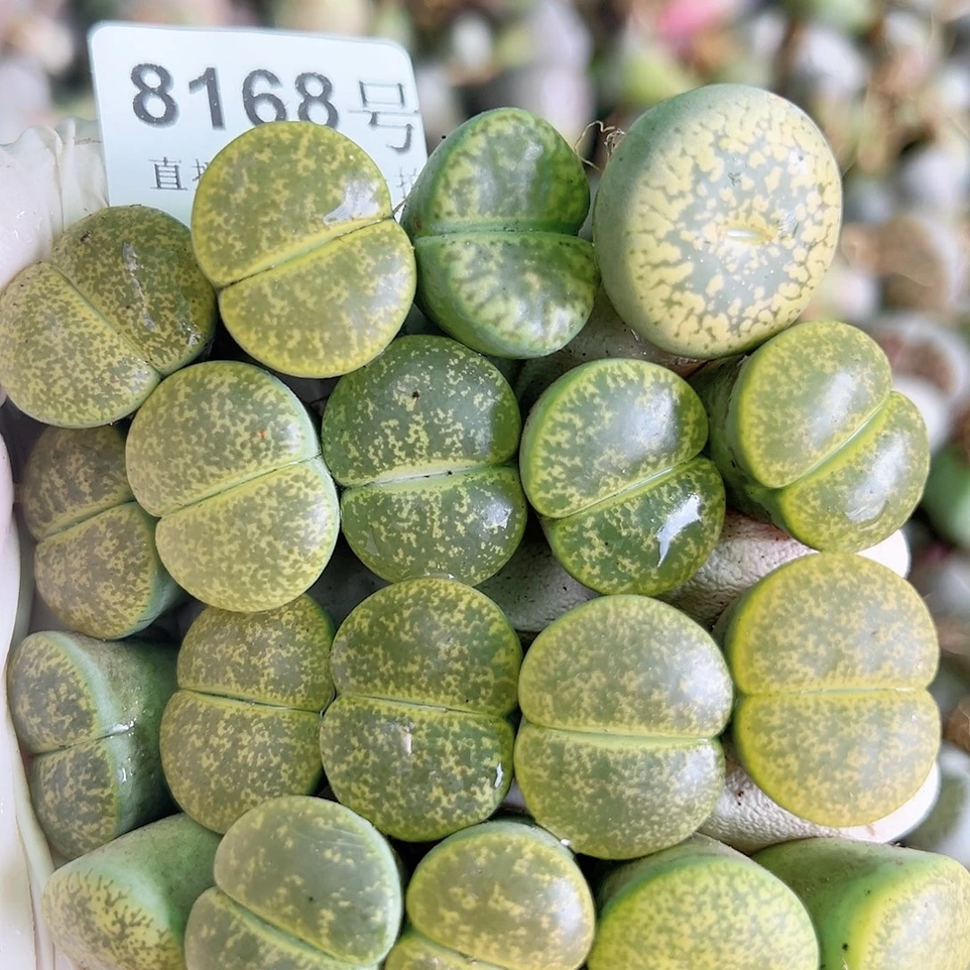 8168 好养易活生石花大母本19个