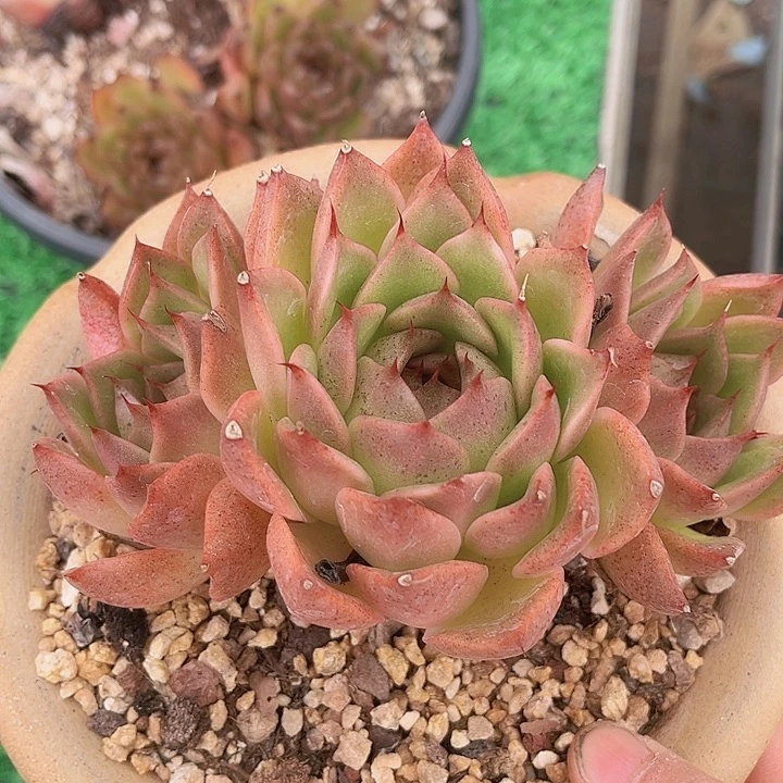 不知名1553多肉植物