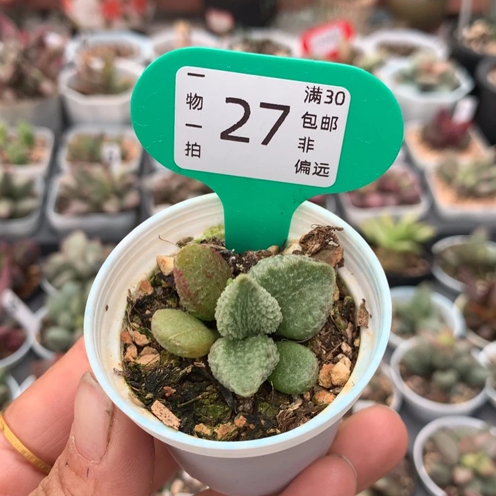 七彩仙女。多肉植物