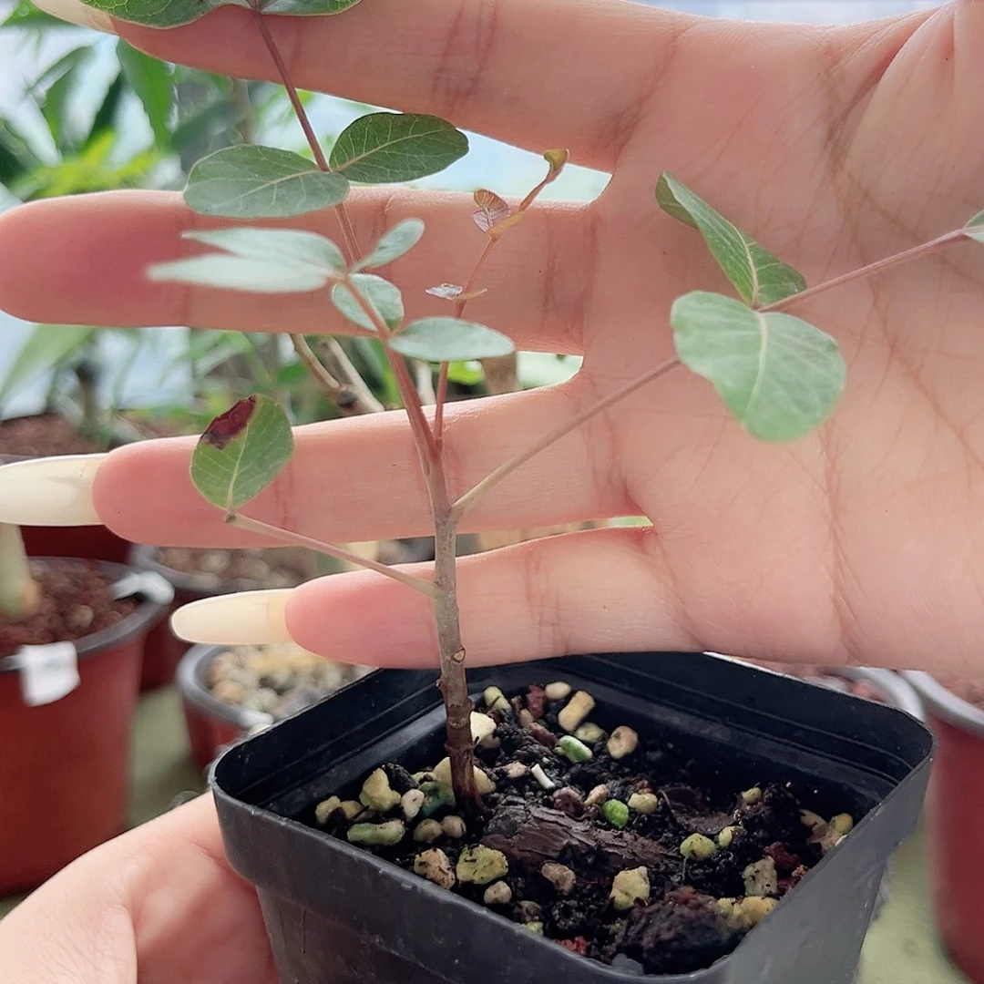 多肉植物卵叶乳香根插脱土