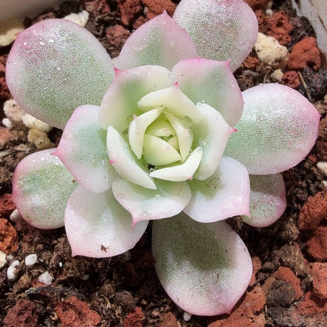 粉水晶锦，多肉植物。