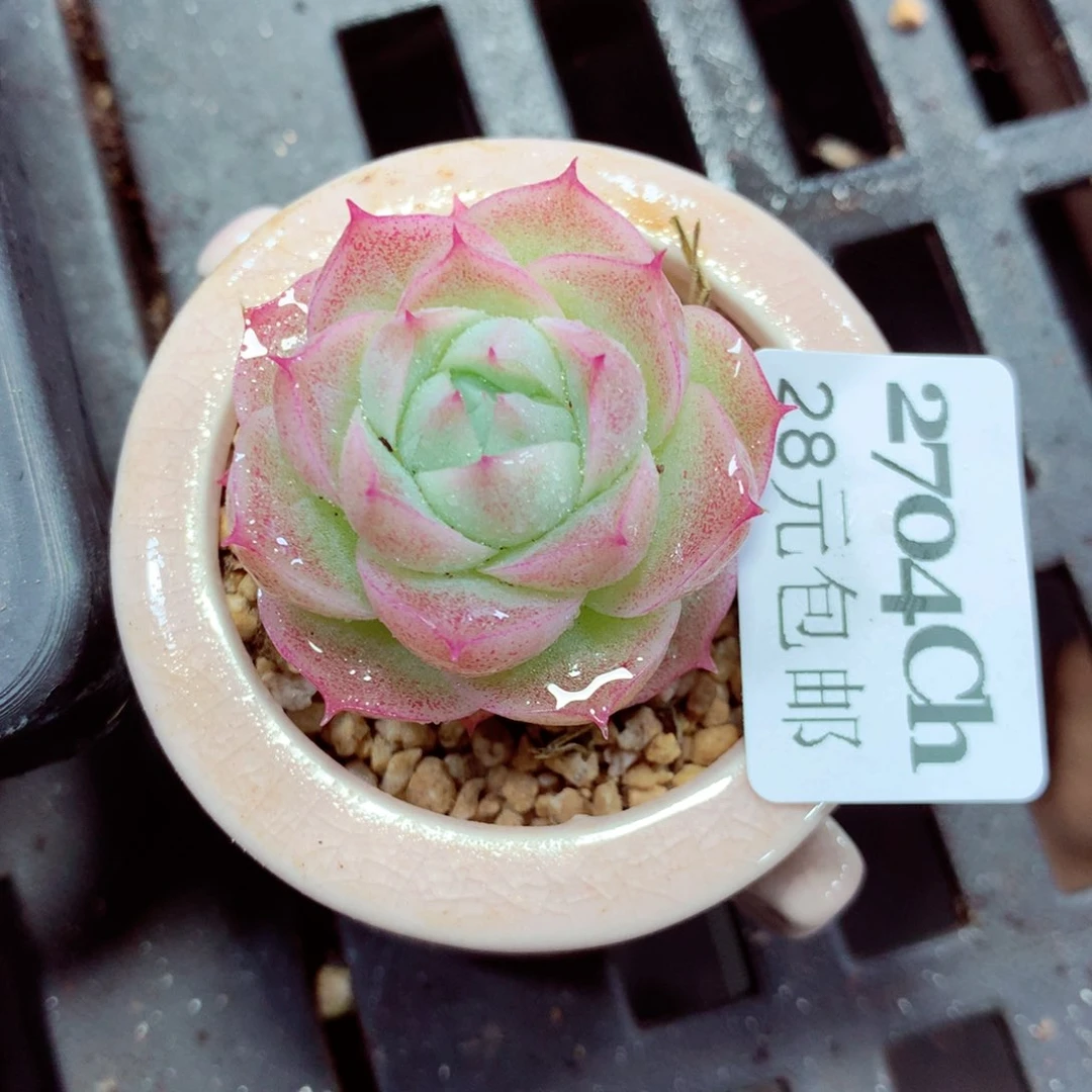 5厘米盆精控多肉2704