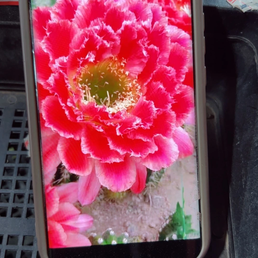 下63毛蒙娜丽莎歪无根侧芽5公分左右20包邮