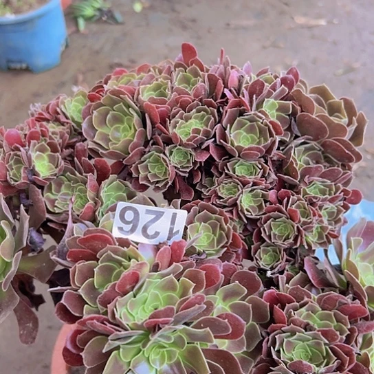 ****灵多肉植物一个欧子
