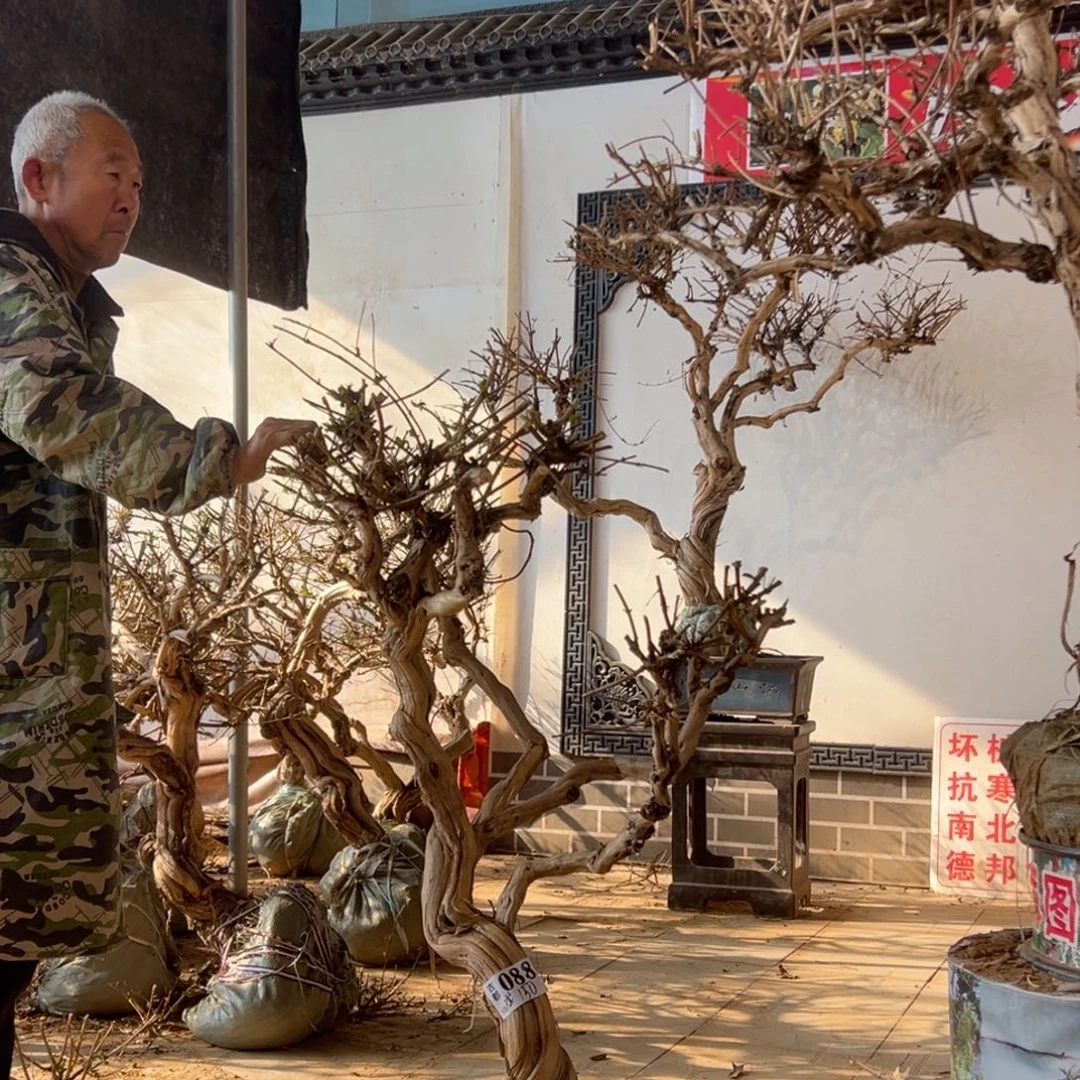 无花朵金银花88888888888889