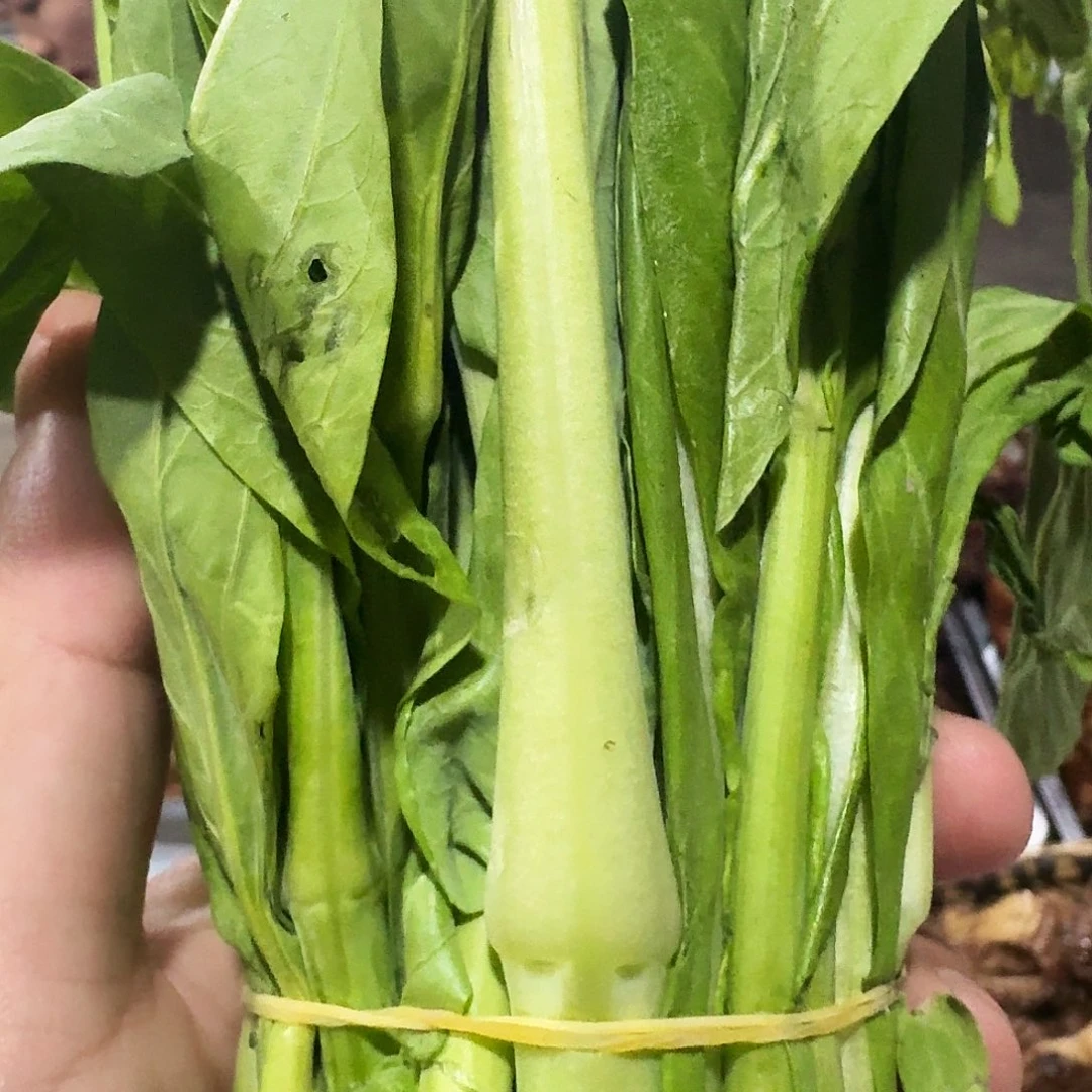 用***梅白菜中国大陆白菜