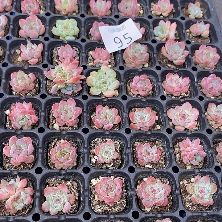 95 多肉植物盆栽花卉