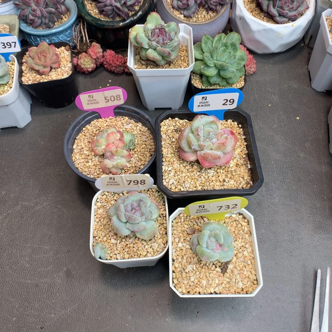 会***年508-798-732-29冰玉石化多肉植物