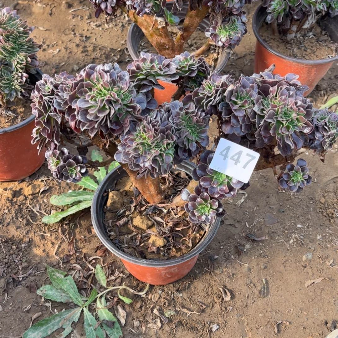 欧綴447不包断枝的