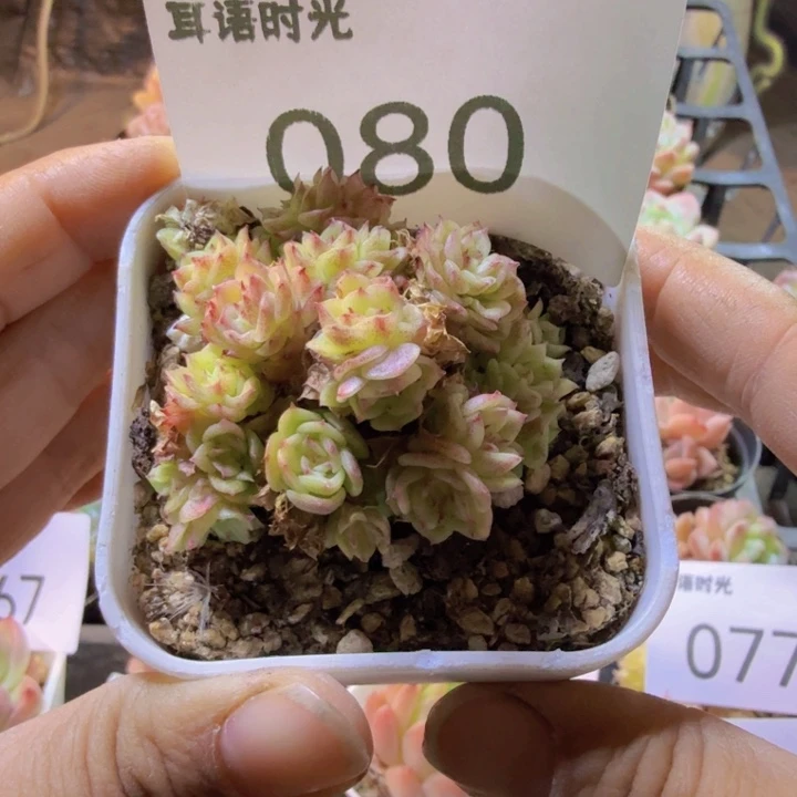 080.qqqqqqqqqqqq