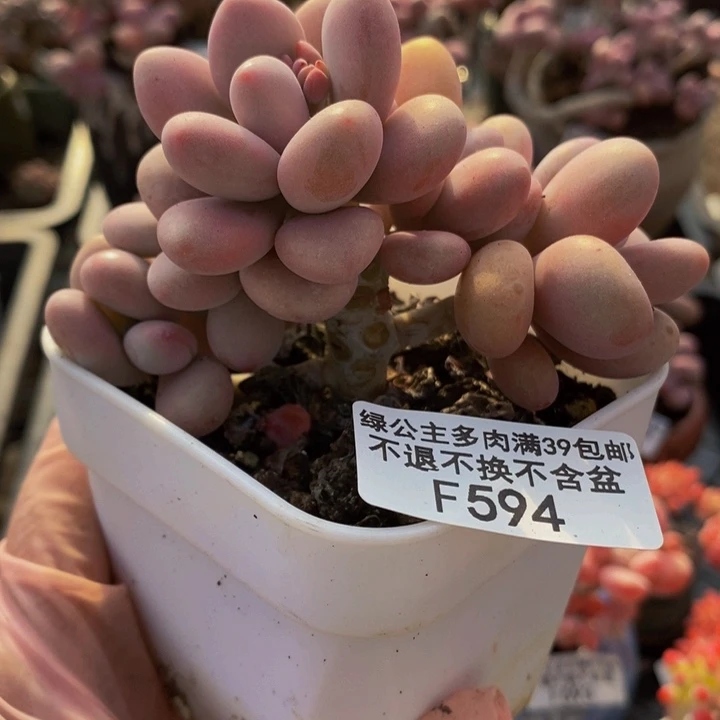 桃蛋树594多肉植物