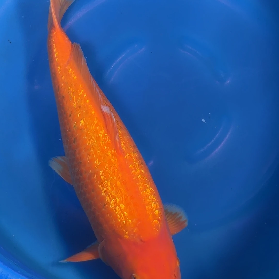 锦鲤爱屋银麟介子